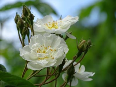 鲍比. 詹姆斯, 白玫瑰, 攀登玫瑰, 自然, 花, 植物, 花瓣