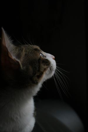 猫, 在黑暗中, 出于好奇, 宠物, 动物, 我认为, 配置文件