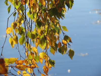 桦木, 湖, 水, 秋天, 芬兰语, 秋天的颜色, 叶