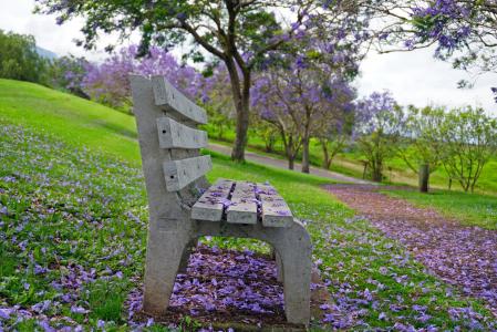公园的长椅上, 花, 紫色, 绿色
