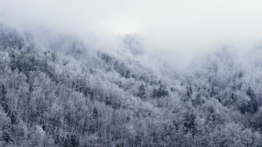 感冒, 雪, 森林, 冬天, 树木, 雾, 有雾