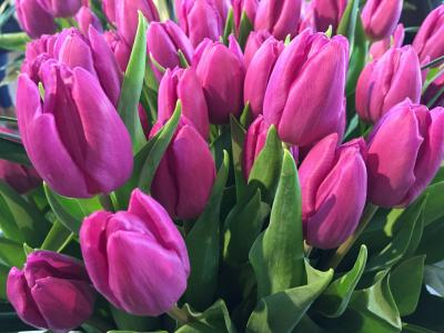 郁金香, 荷兰郁金香, 花, 自然, 春天, 植物, 粉红色的颜色