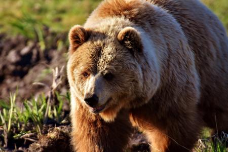 欧洲棕熊, 野生动物, 毛茸茸, 危险, 动物世界, 毛皮, 熊