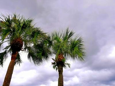 棕榈树的画法, 天空, 云彩, 灰色, 棕榈, 树, 夏季