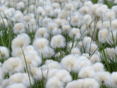 scheuchzers cottongrass, eriophorum scheuchzeri, 酸草温室, 莎草, 高山 cottongrass, cottongrass, 北温