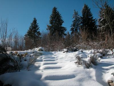 冬天, 雪, 自然, 杉木林, 冷杉, 景观, 斯瓦比亚 alb