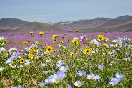 小山, 开花的沙漠, 花, 紫色, 花, 沙漠, 自然