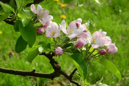 苹果花, 树上苹果, 苹果棵开花的树, 绽放, 树, 果树, 粉红色的花
