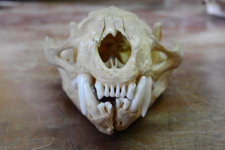 头骨, 门牙, 牙齿, 猫科动物, 野兽