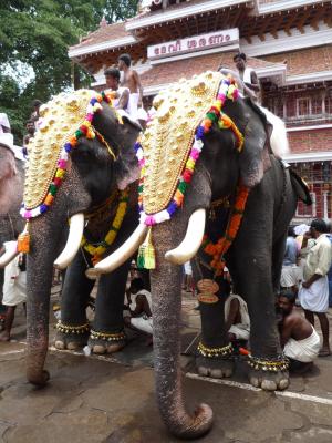 大象, 印度, 喀拉拉邦, 节日, 南印度, 宗教, 传统