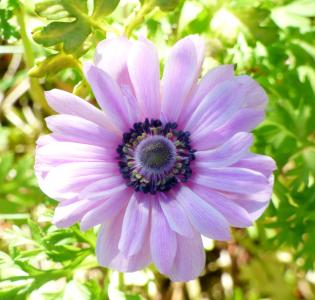 花, 紫色, 粉色, 春天, 花园, 自然, 花瓣