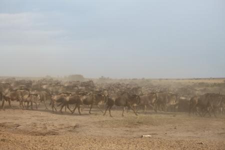 羚羊迁徙, 大迁徙, 牛羚, 迁移, 肯尼亚, 非洲, 塞伦盖蒂