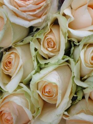 玫瑰, 桃色, 花束, 浪漫, 仪式, 花