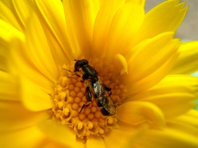 宏观, 黄蜂, 昆虫, 花, 黄色