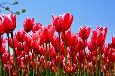 郁金香, 公园, 红色, 植物, 自然, 花, 春天