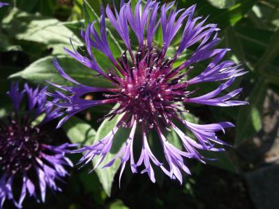 花, 矢车菊, 夏季, 蓝色, 复合材料, 自然, 紫色