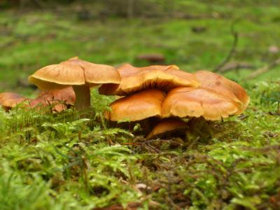 自然, 蘑菇, 青苔, 棕色, 绿色, 森林, 秋天