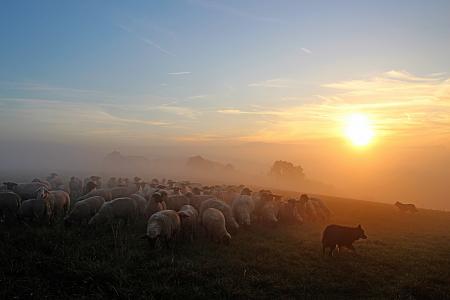 群羊, 牧羊人的浪漫, abendstimmung, 暮光, 黄昏, 余辉, 日落
