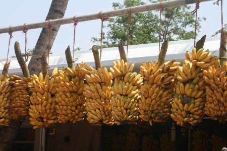 香蕉束, 印度香蕉, 香蕉, 传统, 成熟, 束, 印度