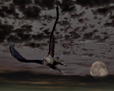 阿德勒, 秃头鹰, 月亮, 天空, 云彩, 猛禽, 鸟的猎物