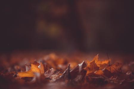 棕色, 干, 枫树, 叶子, 照片, 射击, 秋天