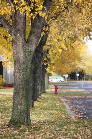 树木, 街道, 秋天, 秋天, 叶子, 黄色, 邻域