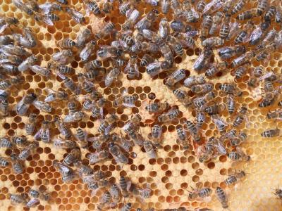 他们的斗篷, 蜜蜂, 蜂蜜, 单元格, 帽, 花粉, 无人驾驶飞机