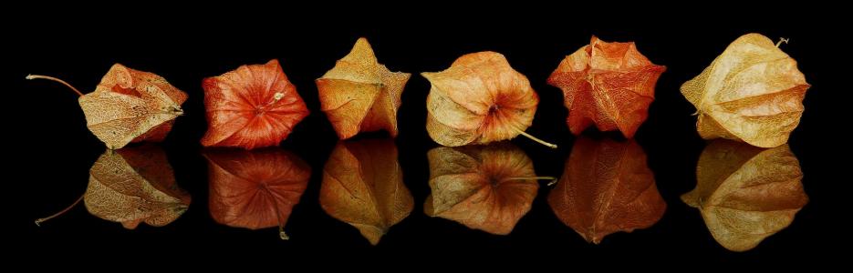 秋季装饰品, 秋季装修, 秋天, 装饰, 叶枯萎, 橙色, 死