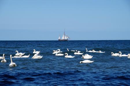 海, 帆船, 天鹅, 船舶, 波罗地海, 一群天鹅, 蓝色