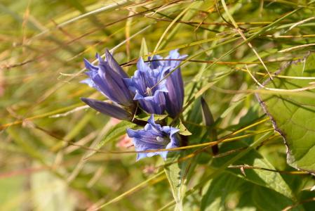 龙胆草, 蓝色, 紫色, 花, 高山, 植被, 自然