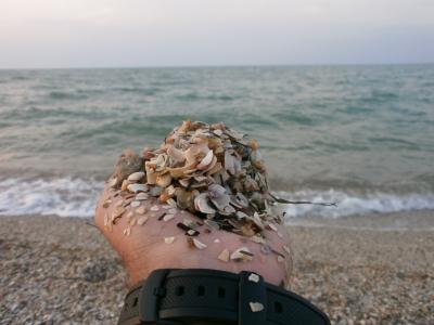 海, 手, 沙子, 海滩, 贝壳
