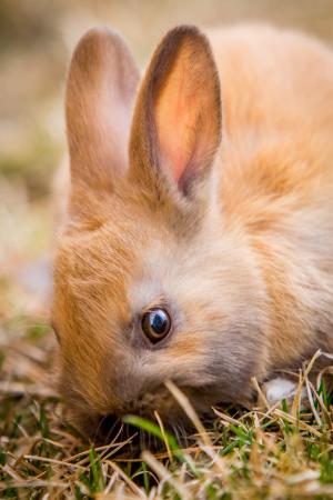 小兔子, 兔子, 复活节, 春天, 可爱, 动物, 宠物