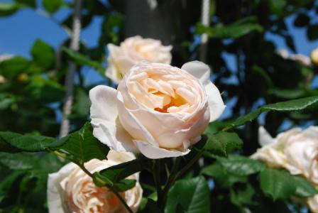 白玫瑰, 开花, 绽放, 上升, 花, 玫瑰绽放, 植物区系