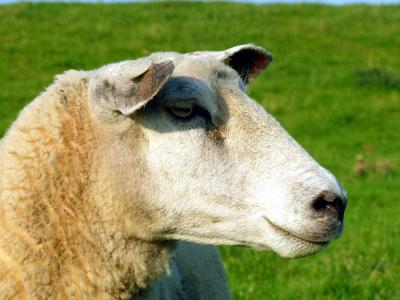 羊, 动物, 羊毛, 牲畜, 头, 哺乳动物, 草