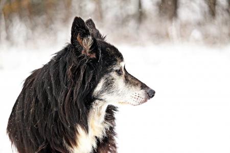 狗, 边框, 雪, 老狗, 牧羊犬, 英国牧羊犬, 牧羊犬