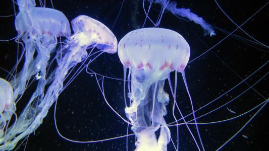水母, 海洋动物, 水族馆, ozeaneum 斯特拉尔松, 海洋生命, meduse, 驱动器