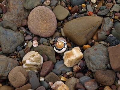蜗牛, 壳, 螺旋, 石头, 模式, 多彩, 和谐