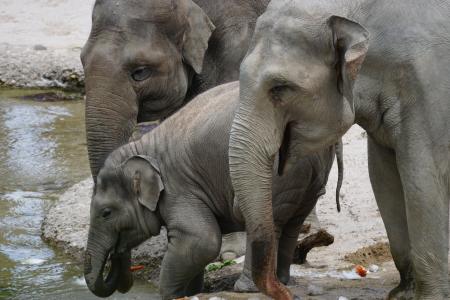 大象, 亚洲大象, 年轻的动物, 水洞, 饮料, 厚皮类动物, 哺乳动物