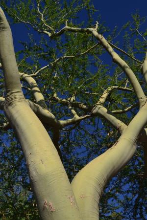 佛得角树, 沙漠树, 亚利桑那州, 图森