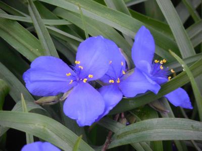 spiderwort, 花, 自然, 紫色, 绽放, 花香, 蓝色