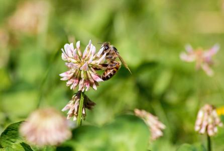 蜜蜂, 春天, 昆虫, 花蜜, 花粉, 花, 自然
