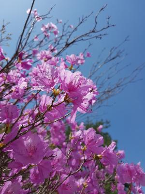 春天的花朵, 杜鹃, 映山红花, 大韩民国, 全州, 春天, 花