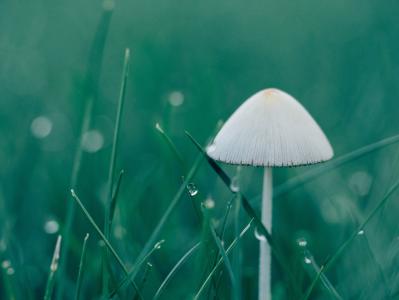 蘑菇, 宏观, 湿法, 雨, 白色, 真菌, 自然