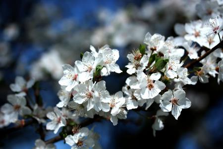 樱花, 春天, 白色