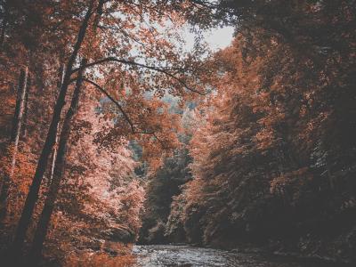 秋天, 森林, 自然, 河, 树木, 水, 树