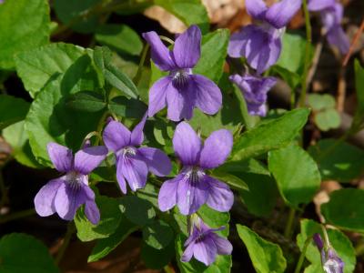 沃德紫, 紫罗兰色, 紫色, 蓝色, 野生花卉, 绽放, 开花