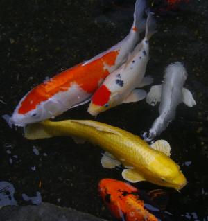水族馆的鱼, 锦鲤, 锦鲤, 鱼, 育种, 生动, 红色