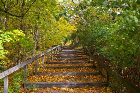 楼梯, 自然, 秋天, 森林, 叶, 树, 黄色