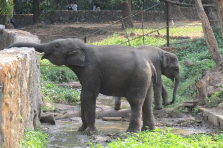 大象, 动物园, 喝水, 缅甸, 缅甸, 旅行, 仰光