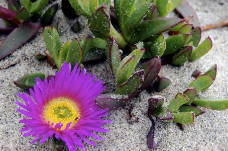 多汁, 植物, 海滩, 沙子, 开花, 紫色, 丁香